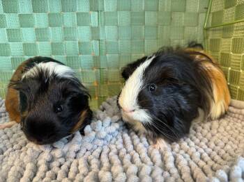 Rescue Short Haired and Silkie Sheltie Guinea Pigs for Adoption in Olmos Park, Texas - Miles & Milton | PetCurious